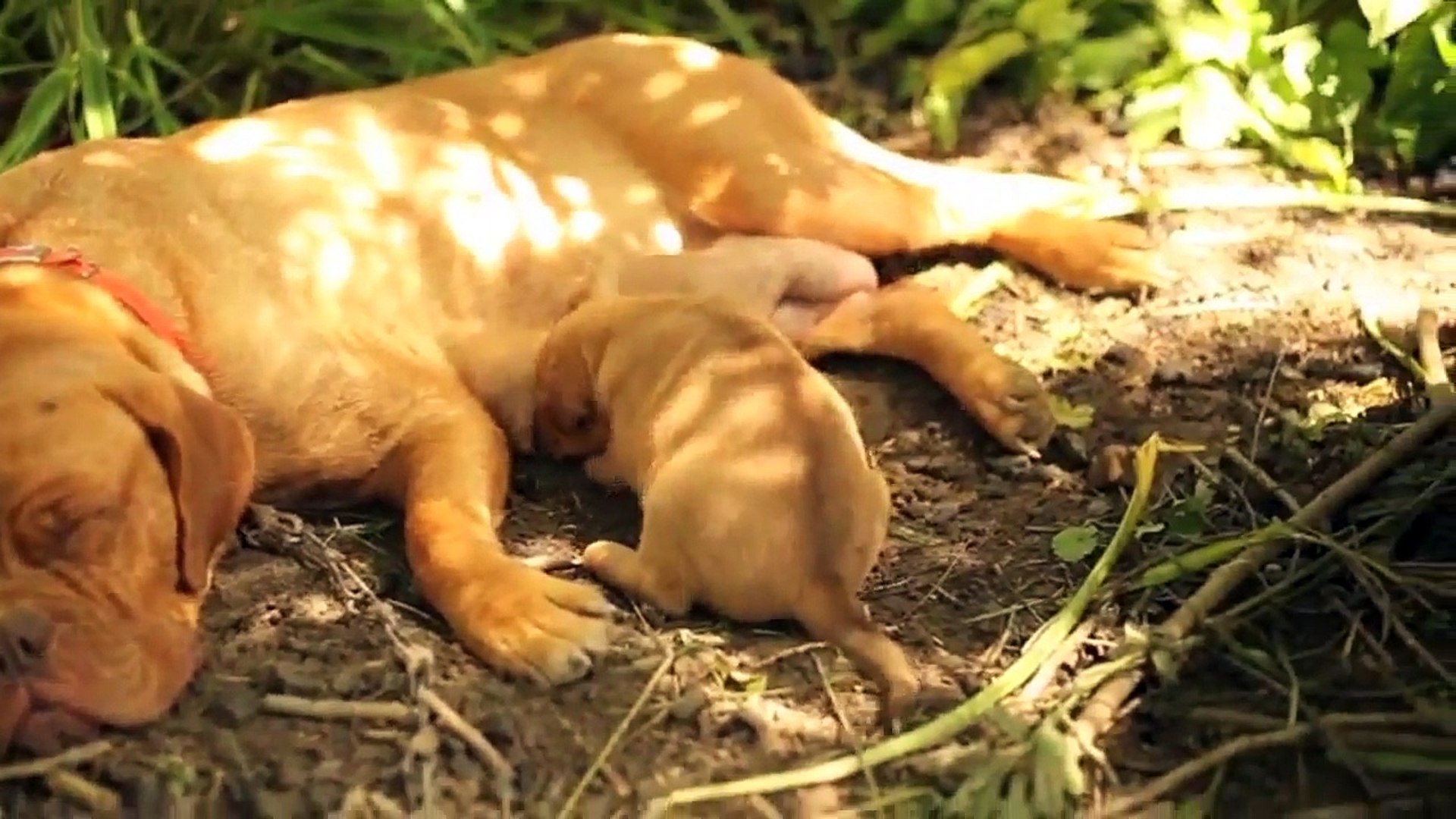 ⁣Dogue de Bordeaux Dog, Dalmatian Dog and Saint Bernard Dog