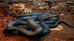 Top 10 Most Venomous Snakes in the World __ Top 10 Most Dangerous Snake 2016