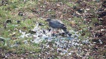 Sharp shinned Hawk (Accipiter striatus)