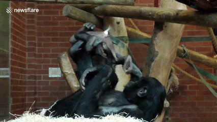 Bonobo baby has fun balancing on mum's feet