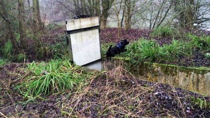 Dog's favorite activity is jumping across things