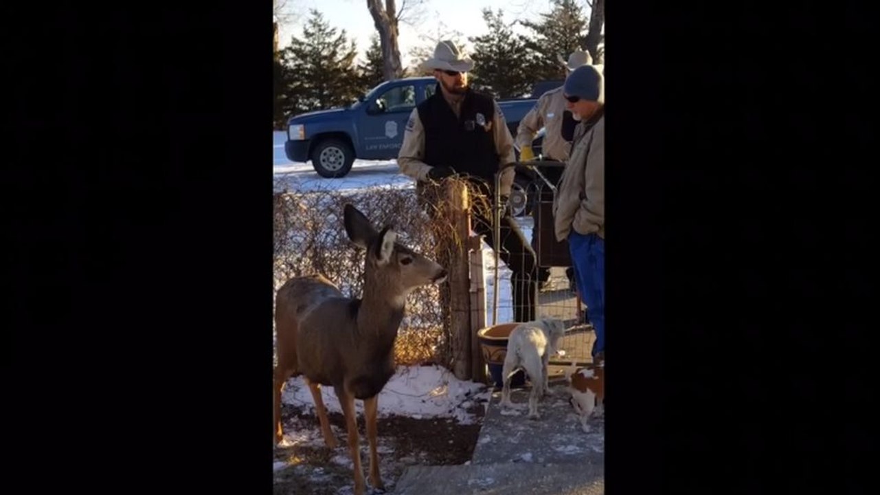 Une biche domestique tuée par un garde-chasse