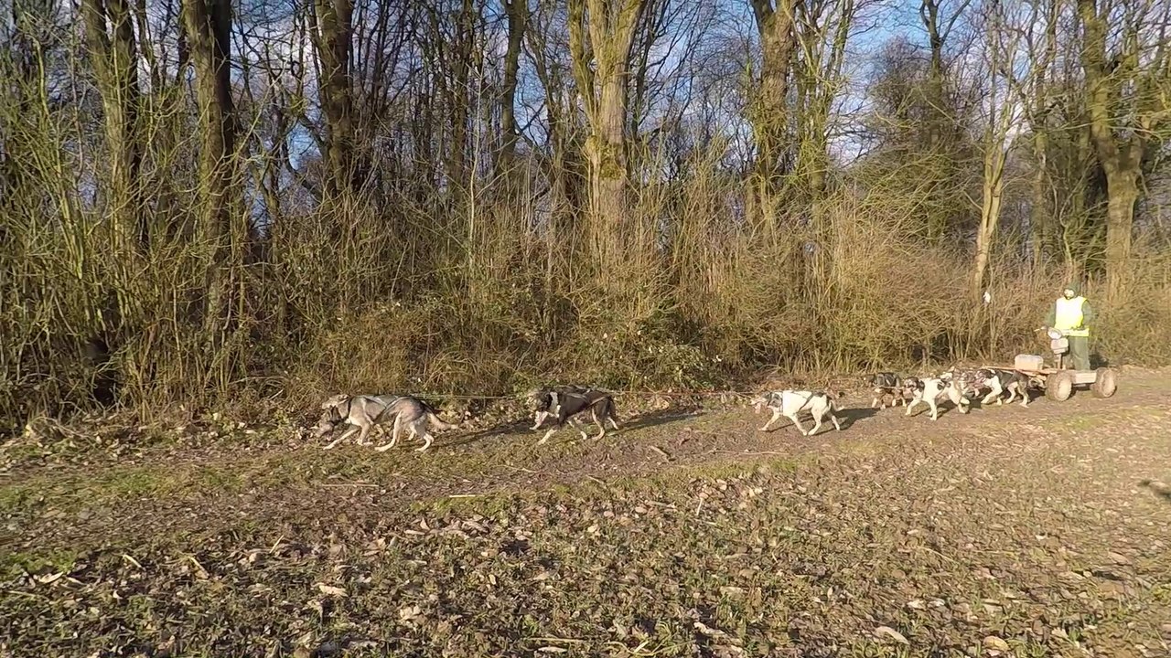 Pierrick Métier le musher en picardie
