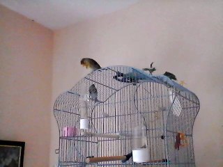 chardonneret a la maison