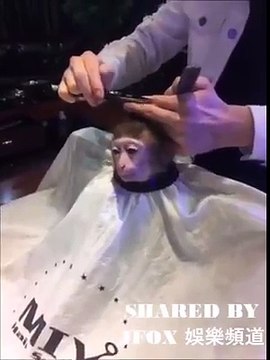 Vídeo mostra macaco cortando cabelo em salão de beleza