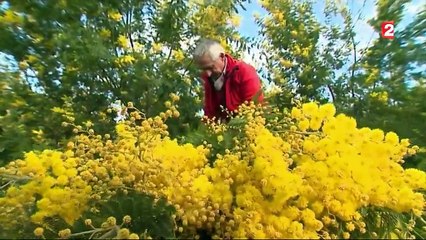 Mimosa : l'autre soleil de Provence