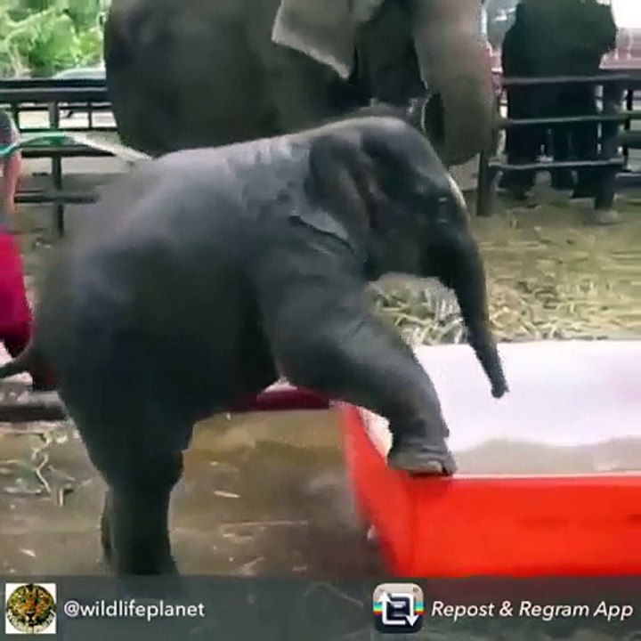 ELEPHANT BATH AMAZING