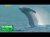 Born to Be Wild: Filming the Humpback Whales in Babuyan Island