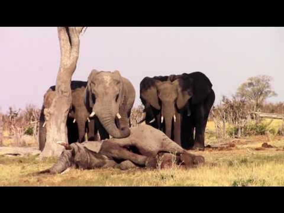 Elephants Mourn the Passing of One of the Herd