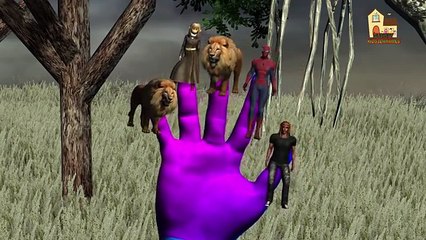 Spider man Vs Lion | Finger family nursery 3d English popular kids rhymes