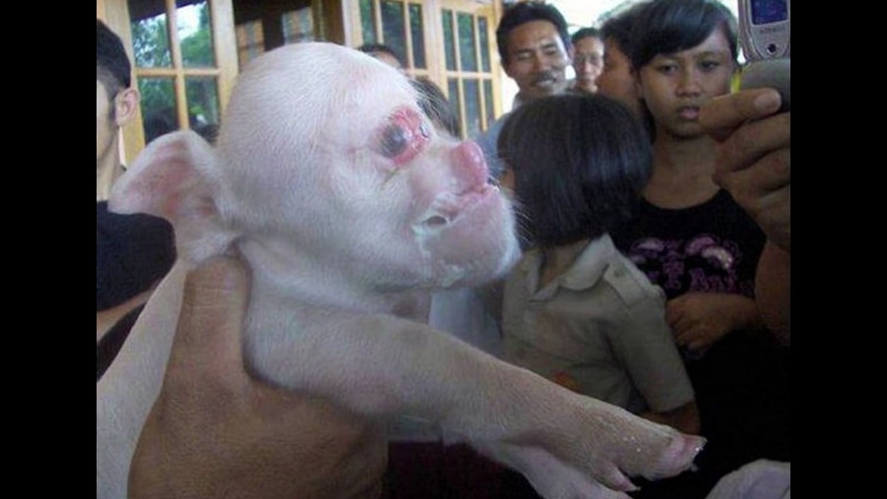 Top 5 Unexplained Creatures Caught on Camera