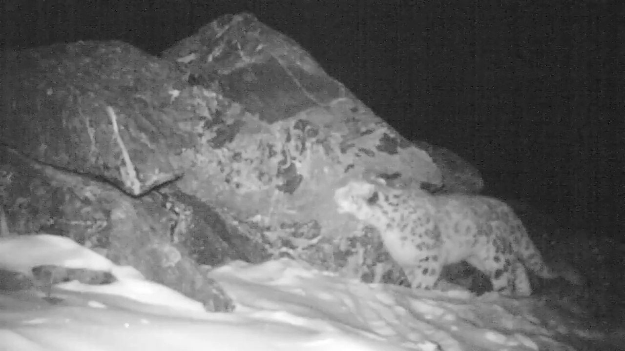 Voici le cri de la panthère des neiges, enregistré pour la première fois