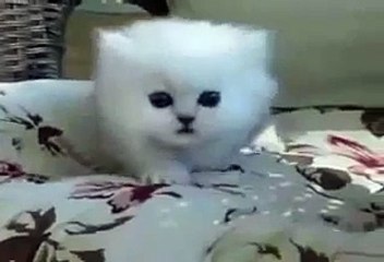 Kedi mi pamuk mu belli degil şu masumluga bakın