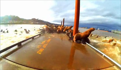 Un photographe marche sur un quai envahi par des centaines d'otaries à Rainier