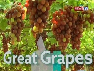 Good News: Kagila-gilalas ng Ubas!