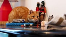 Françoise Baronian, galeriste, femme d'art et… fan de chat