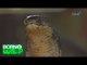 Born to Be Wild: Doc Ferds’ first encounter with a King Cobra
