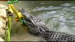 Born To Be Wild: Doc Nielsen Faces Very Aggressive Philippine Crocodile