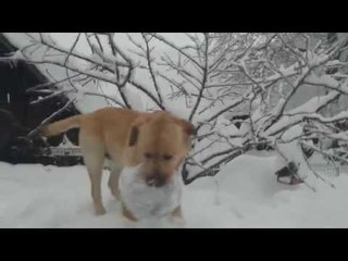 Excited Dog Cannot Get Enough of the Snow