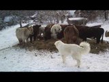 Cute Golden Retriever Meets Cows for the First Time