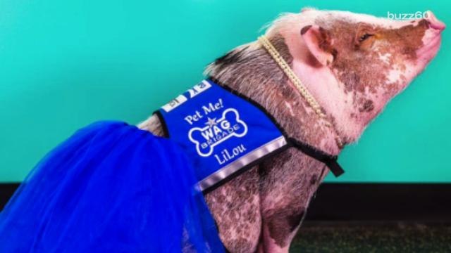 Therapy Pig Brings Smiles to Weary Travelers