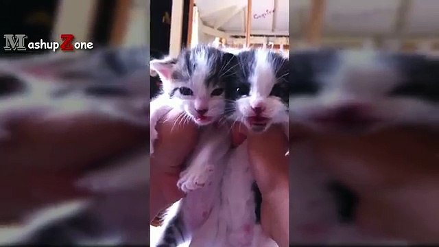 Kittens Meowing - A Cats Meowing Compilation [CUTE]