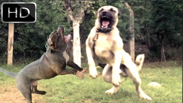 KANGAL mı PİTBULL mu (((( Sizce Hangisi ))))