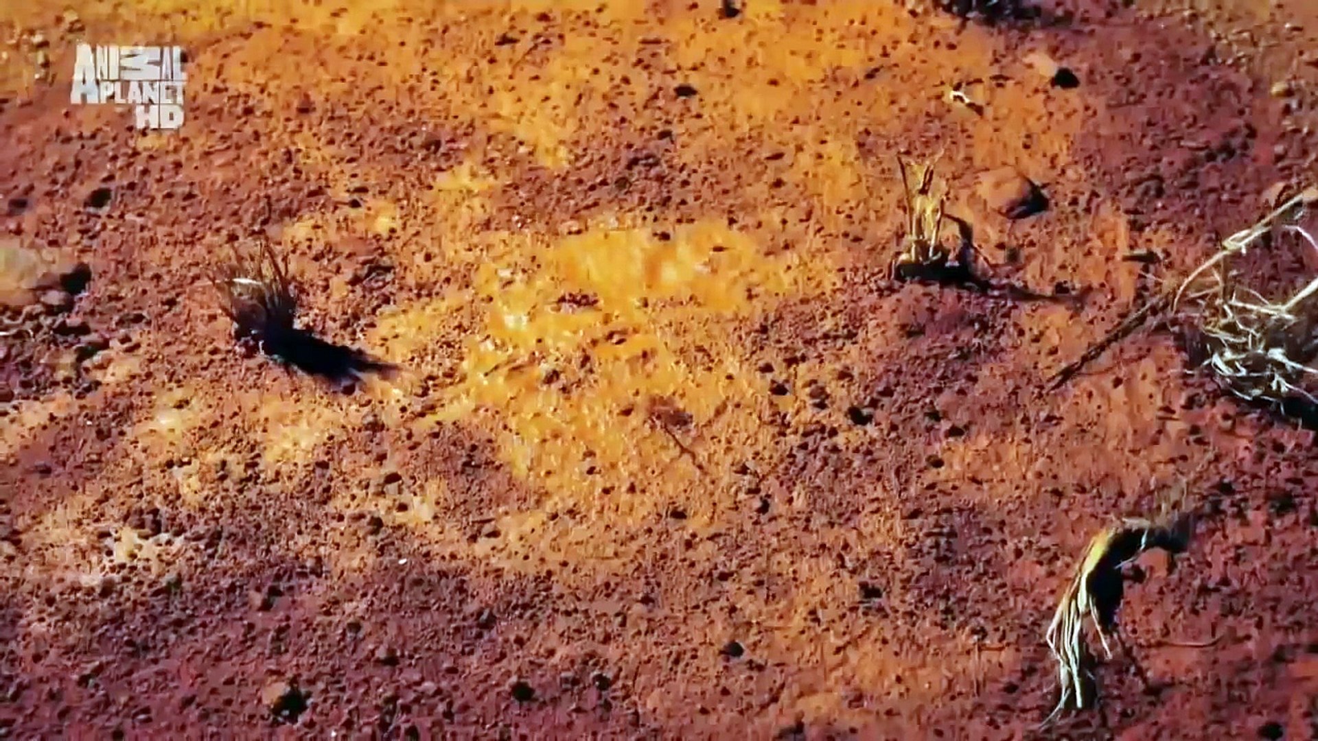 ⁣Планета Мутантов Австралия Невероятные Животные Нашей Планеты! Animal Planet