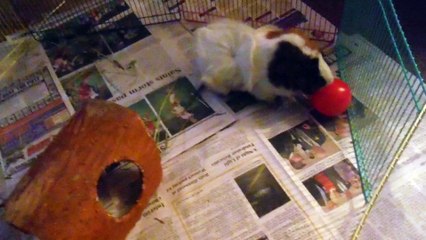 Puffles get a new toy ball