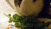 Oreo the Guniea Pig eats his Kale, Cuteness Overload