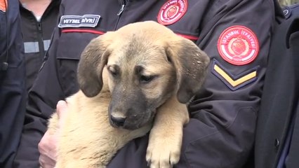 A Puppy Was Rescued From A Well Thanks To These High School Students