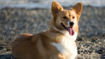 The Queen’s 13-Year-Old Corgi, Holly Has Passed Away