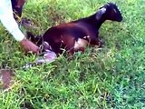 Goat Giving Birth To Dead Baby