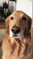 Risas en YouTube por perro que contradice a su dueña
