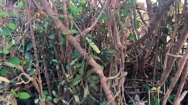 Wow! Amazing Two Boys Catch Big Water Snake In Jungle - Catch Big Water Snake With Hand