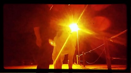 De liefde tussen mens en dier is onbeschrijfbaar zo mooi!-fGw6pAwU6c0-HD