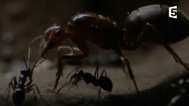 Des fourmis décapitent leurs reines