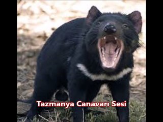 Tazmanya Canavarı Sesi