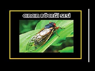Cırcır böceği sesi