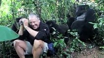 He’s taking photos when these Gorillas suddenly surround him. I never expected THIS to happen!