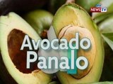 Good News: Amazing Avocado