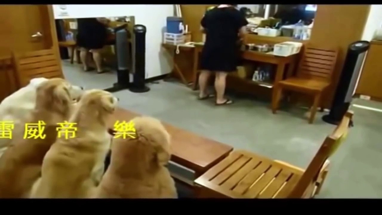 Top 5 Discipline Dogs Videos Compilation 2015