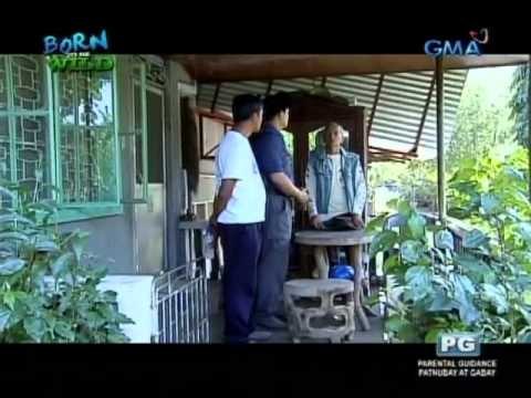 Born To Be Wild: Mysterious dog deaths baffle Pangasinan