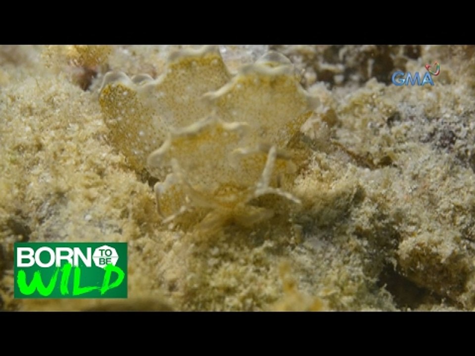 Born to Be Wild: Butterfly Sea Slug, the Miss Universe of the sea