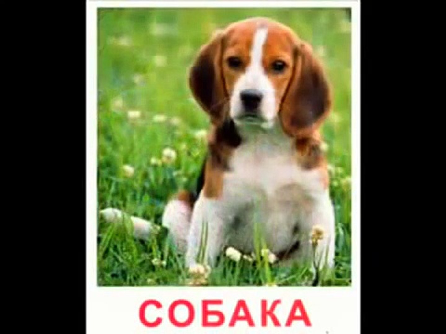 ⁣Домашние животные для детей. На ферме. Песенка - мультик про голоса животных. Кто как гово