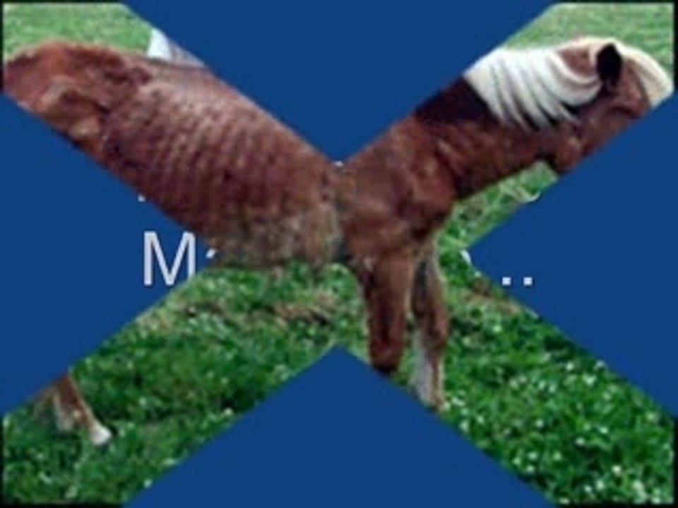 Le Cheval...