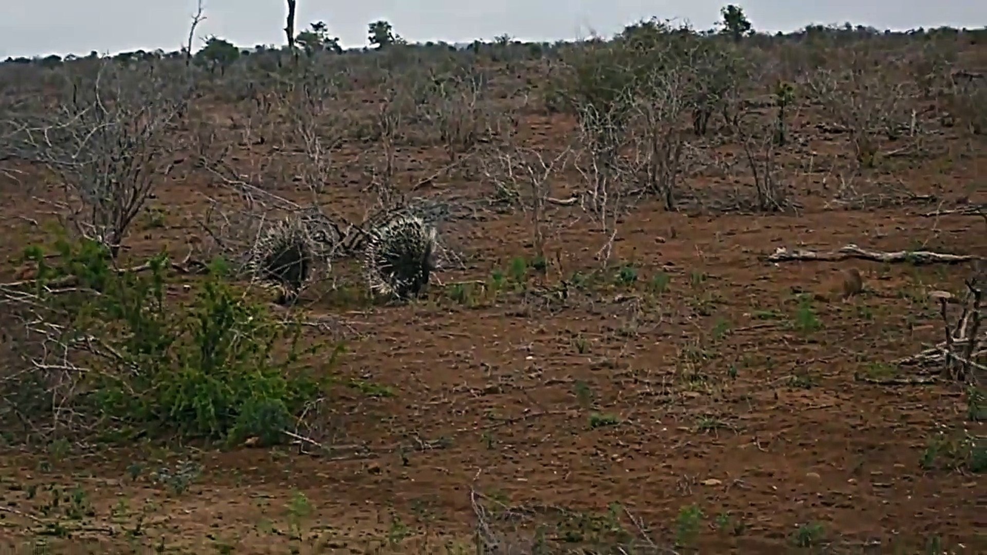 Leopard vs Porcupine. Porcupine Wins. Kruger National Park.