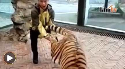 Penjaga zoo disiasat dakwaan aniaya harimau