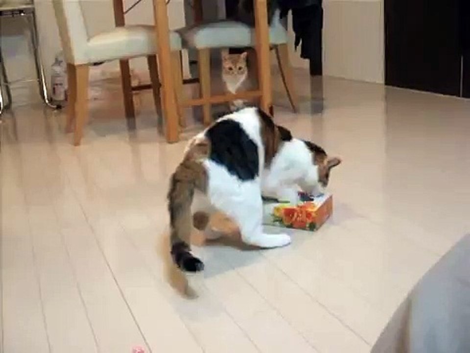 Je suis désolé de rire, mais ce chat est hilarant... Il essaie toujours de rentrer dans les boîtes et cela donne ceci !!