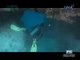 Born to be Wild: Doc Ferdz encounters a whale shark while searching for sea kraits